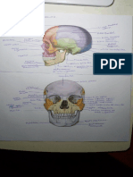 Serie 2 Anatomía