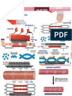 Muscular System