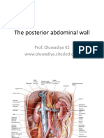 Posterior Abdominal Wall Anatomy