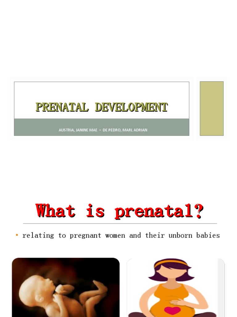 Stages of Prenatal Development PDF Menstrual Cycle Fertilisation
