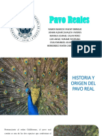 Historia y origen del pavo real