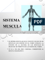 Sistema Muscular