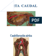 Aorta Caudal y Pelviano PDF