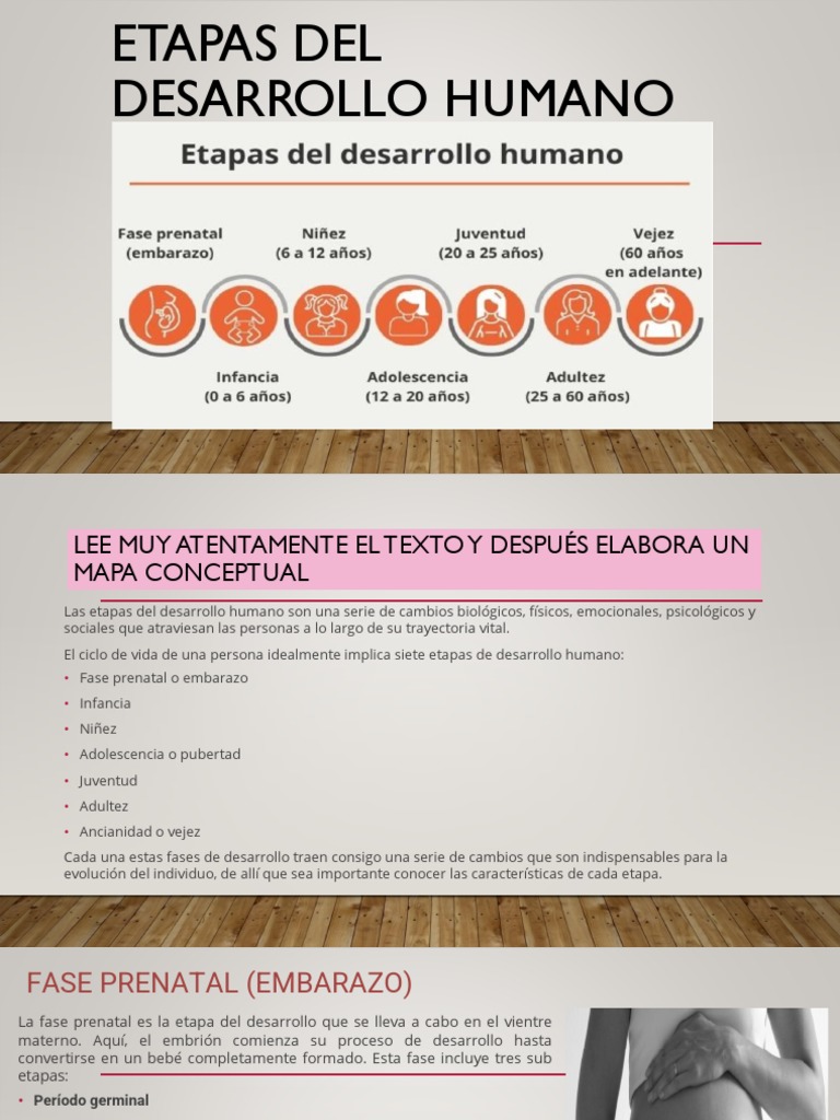 Etapas del Desarrollo Humano | PDF | Adolescencia | Adultos