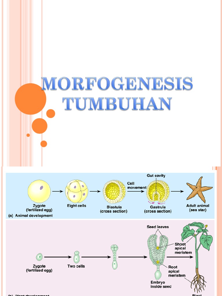 1.c.MORFOGENESIS TUMBUHAN | PDF