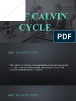 The Calvin Cycle