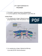Activity XV: Lipid Classification Pt.1 Phospholipids