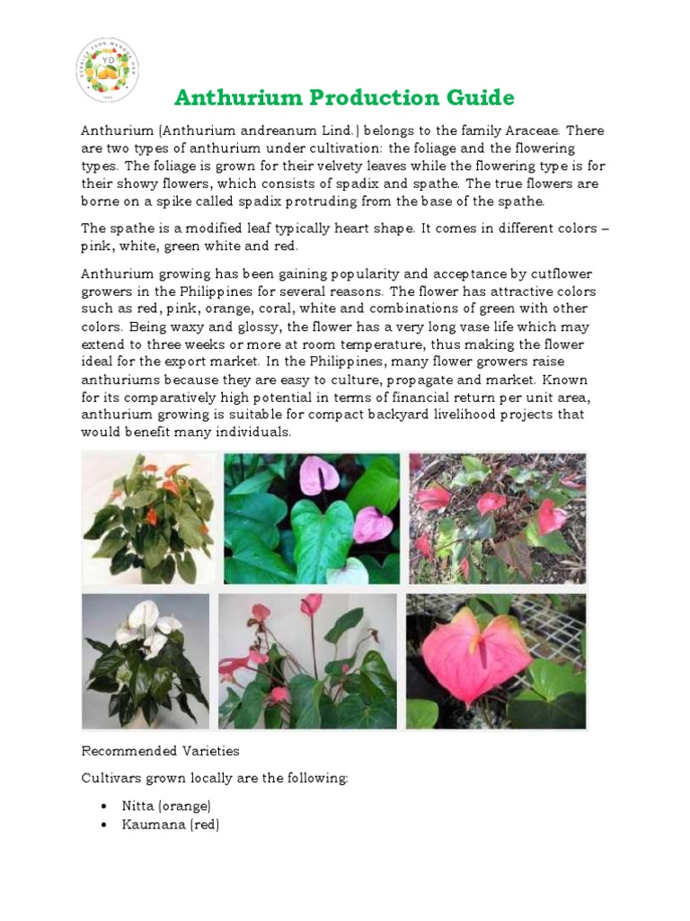 Anthurium Production Guide | PDF | Pest (Organism) | Botany