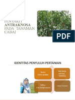 Antraknosa Pada Tanaman Cabai