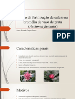 Efeito da fertilização de cálcio na bromélia de vaso de prata (Aechmea fasciata