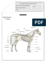 Curso Auxiliar Veterinária: Identificar Estruturas Anatômicas Animais