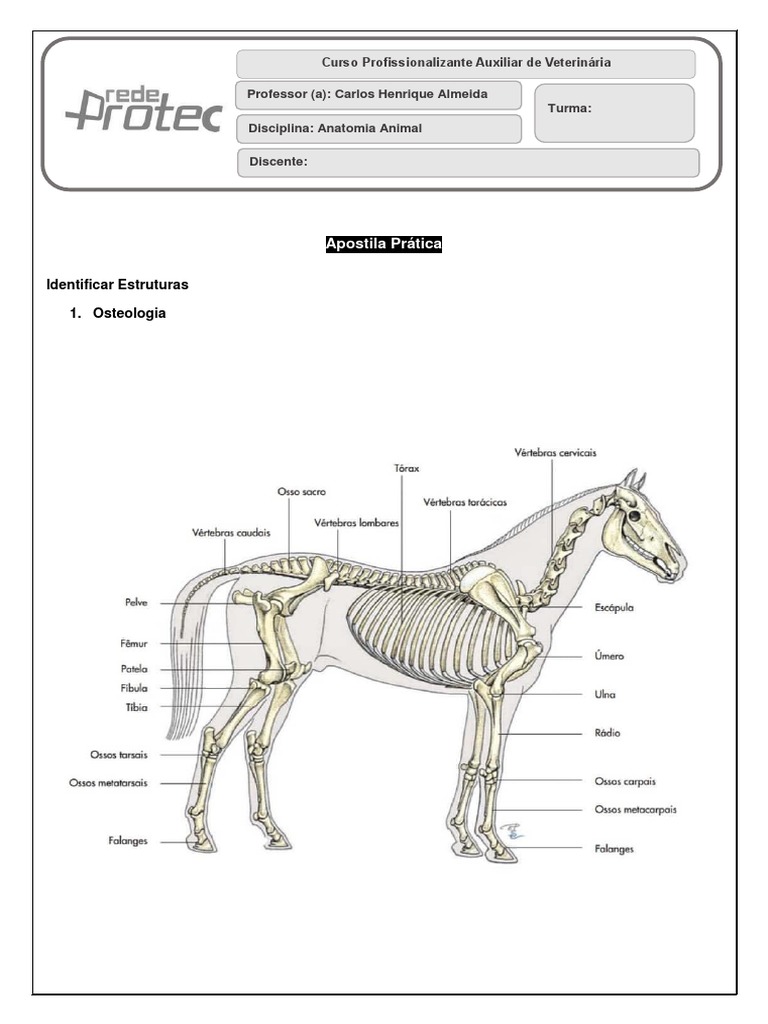 Apostila Anatomia Veterinária Pdf