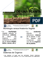 Partes esenciales de una planta