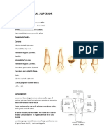 Incisivo Lateral Sup