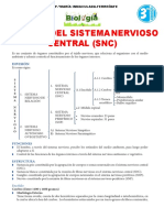 3°sec-Division Del Sistema Nervioso Central