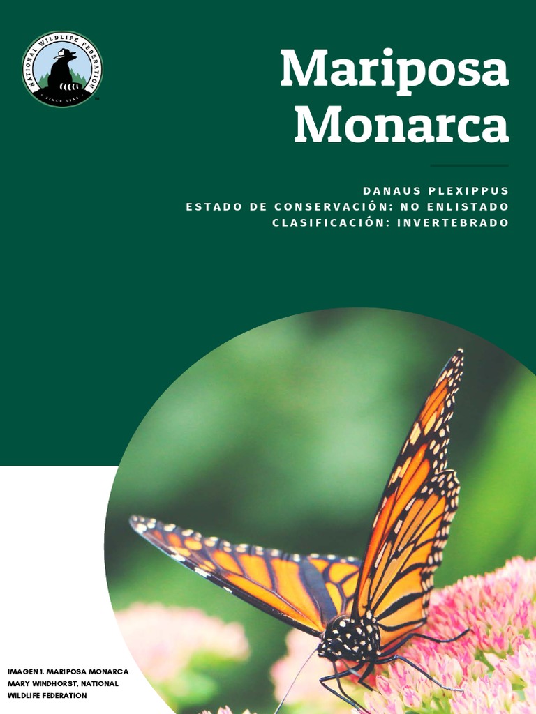 Monarch Butterfly Fact Sheet Spanish PDF Mariposa Migración de aves