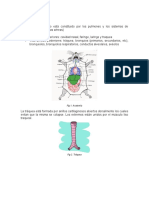 Histología Pulmón PROYECTO