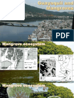 Guayaquil and Mangroves