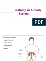 Histology of Urinary System Paramed SMS - Compressed