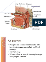 Pharynx - Oesophagus and Stomach