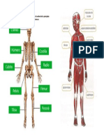 Segundo básico huesos y músculos