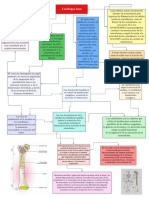 Fisiología ósea y regulación hormonal