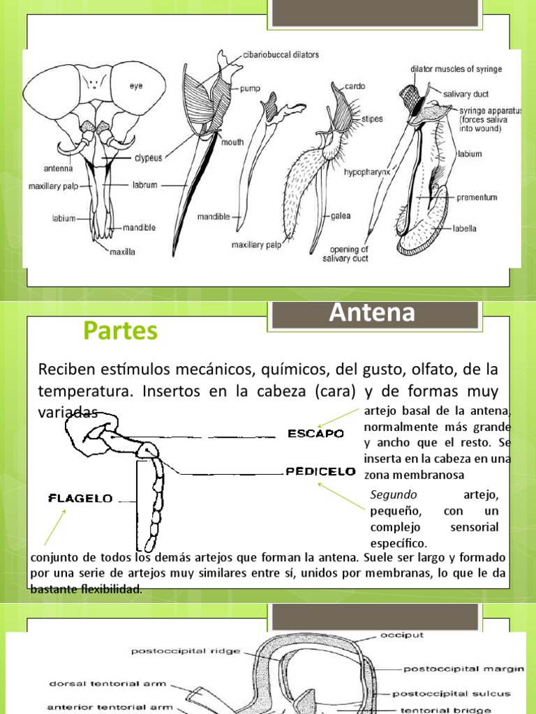 Clase. 3. Tórax y Abdómen | Descargar gratis PDF | Insectos