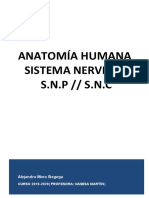 Anatomía (Sistema Nervioso)