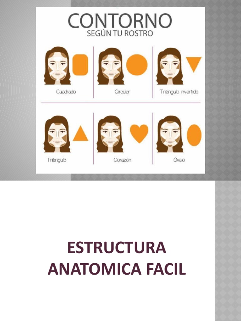 Clase de Morfologia y Tipos de Rostros - Alexander | PDF