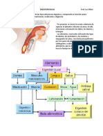 Digestión bucal: masticación, insalivación y deglución