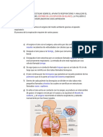 Actividad - 1 - Biologia (1) Sistema Respiratorio