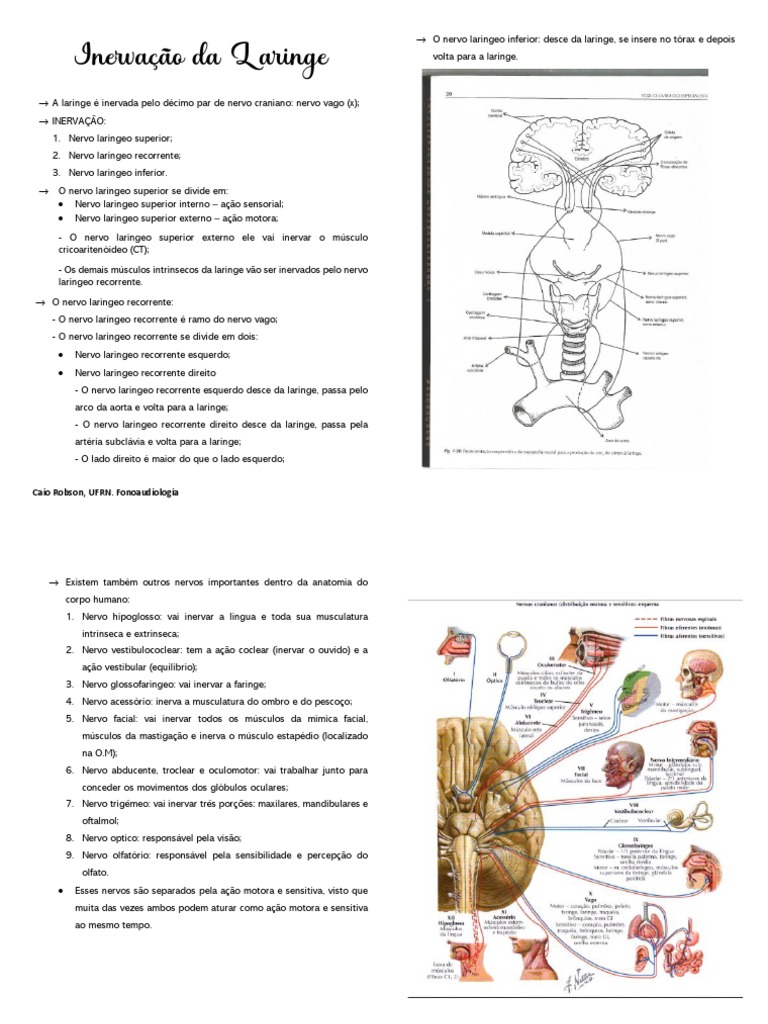 Inervação Da Laringe | PDF | Nervo | Anatomia humana
