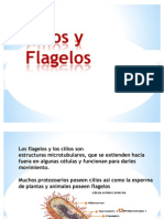 Cilios y Flagelos