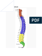 Columna Vertebral