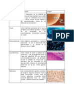 Tipos de Celulas
