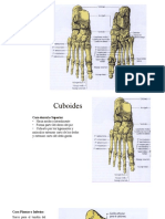 Cuboides, navicular y cuneiforme