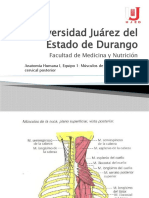 musculos se la region cervical posterior.pptx