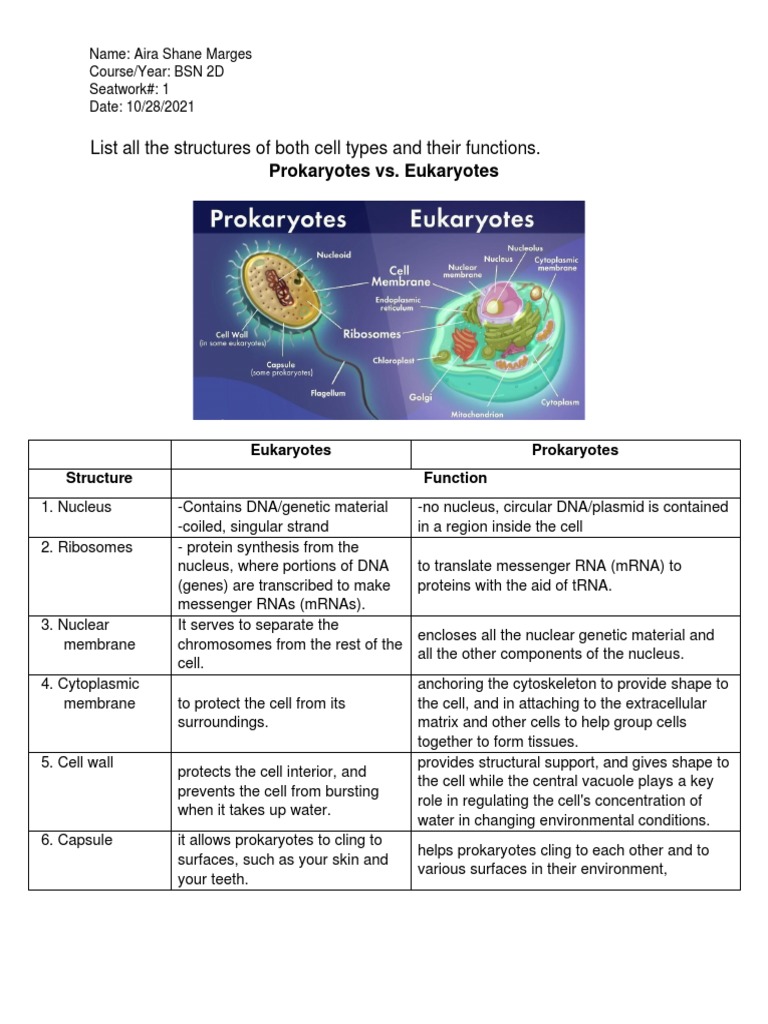 List All The Structures of Both Cell Types and Their Functions | PDF ...
