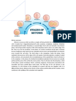 Mitosis Summary