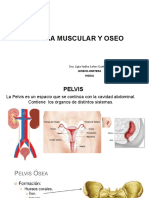 Sistema muscular y óseo de la pelvis