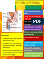 Infographic of Male Reproductive System-Powerpoint