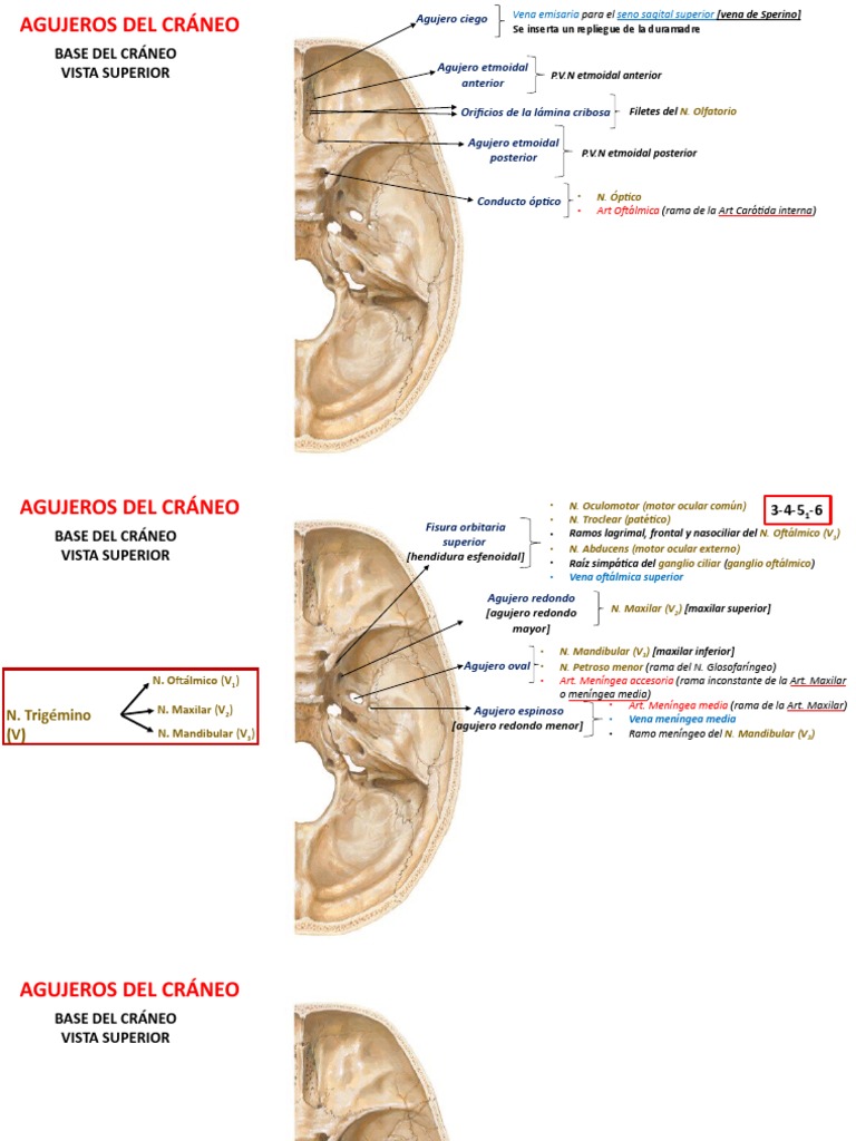 Agujeros Del Cráneo Práctica Descargar Gratis Pdf Cabeza Y Cuello