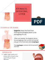 g4 Stomach, Intestine, Liver