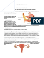 1 Sistema Reproductor Femenino