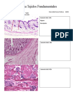 Práctica Laboratorio Tejidos Fundamentales