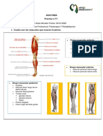 Anatomía 17