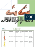 Músculos Antebrazo y Mano