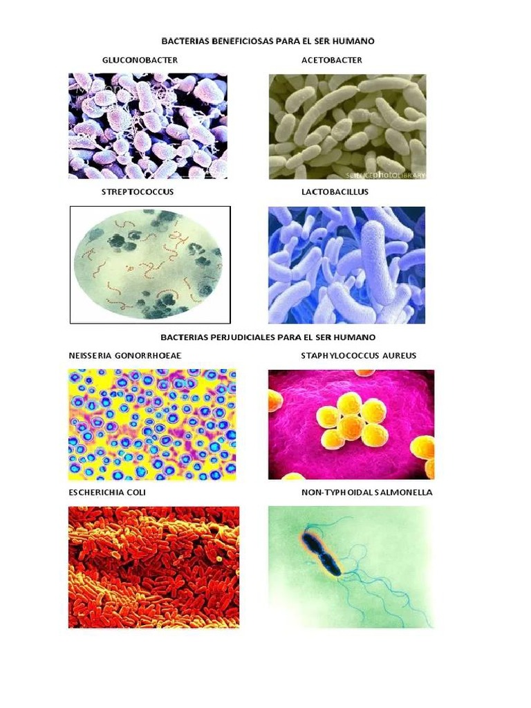 Bacterias Beneficionas y Perjudiciales | PDF