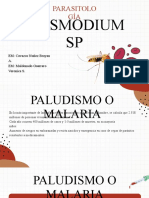 Plasmodium SP