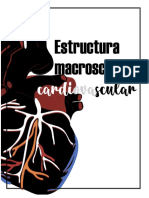 Reporte de Práctica #1 Estructura Macroscópica Cardiovascular.